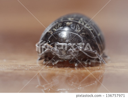 myriapod, wood louse myriapod, wood louse 136757971