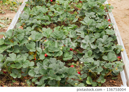 Horizontal picture of strawberry plants grow in the outdoor garden's wooden beds. 136758004