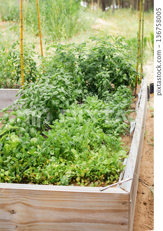 Outdoor garden with variety of aromatic plants and vegetables growing in wooden beds. 136758005