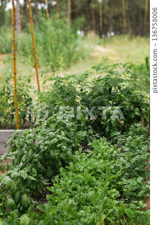 Sustainable outdoor garden. Growing organic aromatics in wooden beds. Sustainable outdoor garden. Growing organic aromatics in wooden beds. 136758006