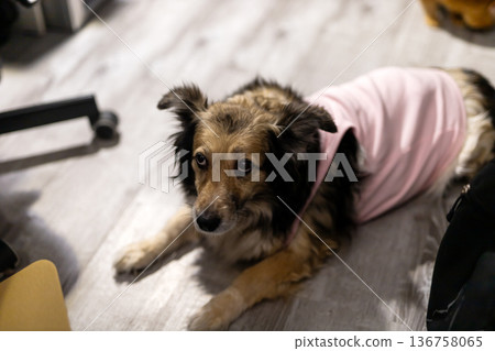 Dog in cozy setting. Brown dog with pink sweater. Relaxed dog resting in warm home environment 136758065