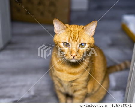 Peaceful tabby with amber eyes patiently observing surroundings in tiled hallway Peaceful tabby with amber eyes patiently observing surroundings in tiled hallway 136758071