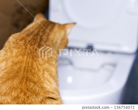 Cat examines toilet with interest. Feline investigates bathroom fixture with curious attitude Cat examines toilet with interest. Feline investigates bathroom fixture with curious attitude 136758072