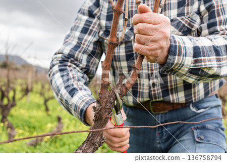 Farmer pruning the vine in winter. Agriculture. 136758794