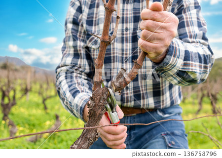 Farmer pruning the vine in winter. Agriculture. Farmer pruning the vine in winter. Agriculture. 136758796