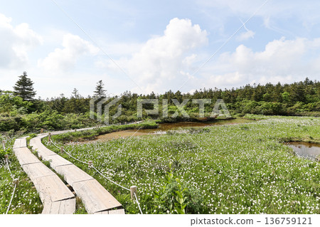 初夏時節，高地沼澤和木棧道的景色 136759121