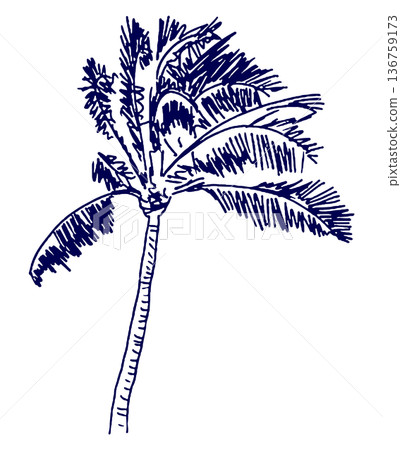 Hand drawn illustration sketch palm tree 136759173