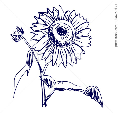 Hand-drawn illustration sketch sunflower Hand-drawn illustration sketch sunflower 136759174