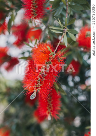 Amazing red flowers of the blooming Callistemon tree in a spring garden. 136759380