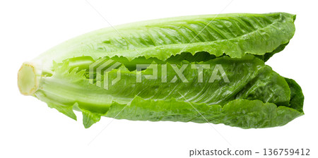 Cos Lettuce Isolated over the White Background. Cos Lettuce Isolated over the White Background. 136759412