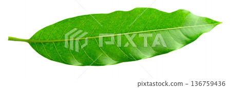 Green Mango leaves  isolated on white background 136759436