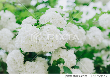 Beautiful branch with white flowers of Viburnum Boule de Neige Roseum in a spring garden. 136759447