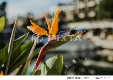 Beautiful Bird of Paradise flower (Strelitzia reginae) in a Porto Montenegro, Tivat. Beautiful Bird of Paradise flower (Strelitzia reginae) in a Porto Montenegro, Tivat. 136759696