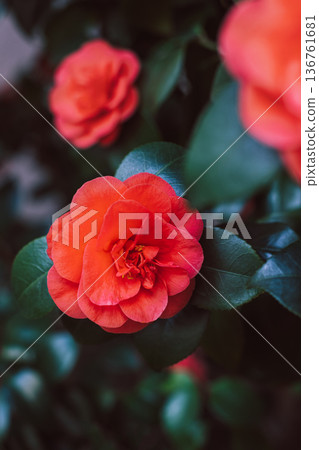 Beautiful pink Camellia flowers in a garden. Beautiful pink Camellia flowers in a garden. 136761681
