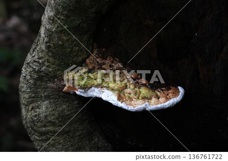 bracket fungus on a tree in Iguazu falls waterfalls Scenic destination Argentina bracket fungus on a tree in Iguazu falls waterfalls Scenic destination Argentina 136761722