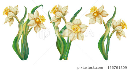 A set of watercolor illustrations featuring daffodils. Narcissus. This spring floral illustration is perfect for holiday cards, birthdays, International Women's Day, and Easter. A set of watercolor illustrations featuring daffodils. Narcissus. This spring floral illustration is perfect for holiday cards, birthdays, International Women's Day, and Easter. 136761809