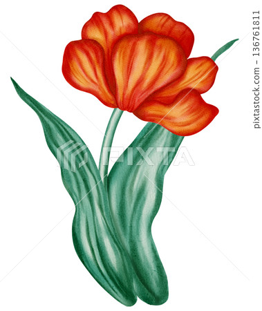 Watercolor illustration of a red tulip. Flower. This spring floral illustration is perfect for holiday cards, birthdays, International Women's Day, Easter cards, and romantic designs. Watercolor illustration of a red tulip. Flower. This spring floral illustration is perfect for holiday cards, birthdays, International Women's Day, Easter cards, and romantic designs. 136761811