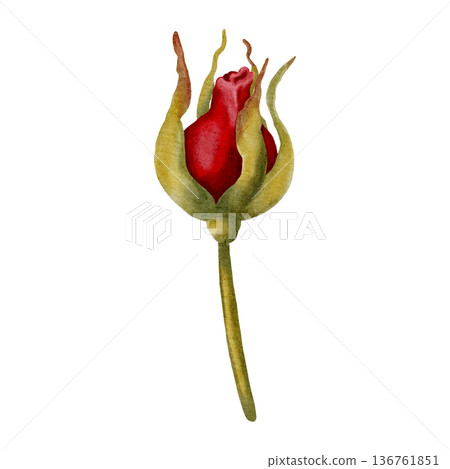 Beautiful hand-drawn watercolor red rose flower. Elegant floral element for romantic designs, Valentine's Day, and wedding invitations, packaging, textiles, postcards 136761851