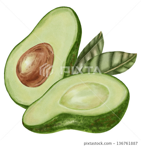 A hand-drawn watercolor illustration of an avocado composition with slices and leaves. Suitable for stores, cafes, packaging, menus, and products related to cooking, skincare, and health A hand-drawn watercolor illustration of an avocado composition with slices and leaves. Suitable for stores, cafes, packaging, menus, and products related to cooking, skincare, and health 136761887