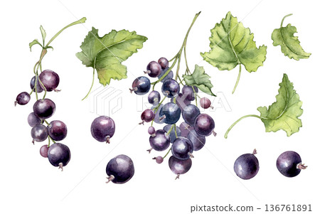 Black currant watercolor illustration clipart isolated on white background. Botanical fruits elements for design, recipe book, greeting card, packaging or print. Vibrant garden berry hand painted. Black currant watercolor illustration clipart isolated on white background. Botanical fruits elements for design, recipe book, greeting card, packaging or print. Vibrant garden berry hand painted. 136761891