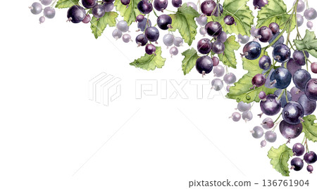 Watercolor black currant corner border with greenery twigs and berries isolated background. Botanical illustration for decorative element or greeting card design. Purple fruits on branches frame. 136761904