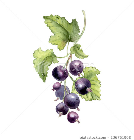 Watercolor illustration of black currant berries with green leaves and dew drops isolated on white. Purple berry on branch hand painted. Botanical art for food packaging and healthy eating concept. Watercolor illustration of black currant berries with green leaves and dew drops isolated on white. Purple berry on branch hand painted. Botanical art for food packaging and healthy eating concept. 136761908