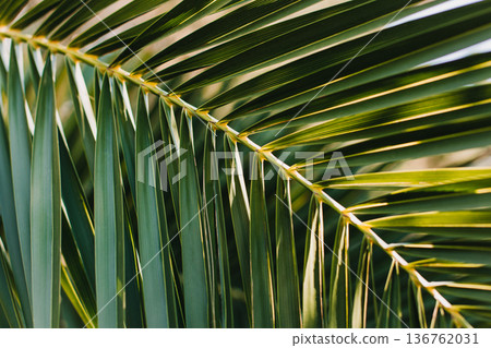 Green palm leaves in a sunlight. Summer background. Green palm leaves in a sunlight. Summer background. 136762031