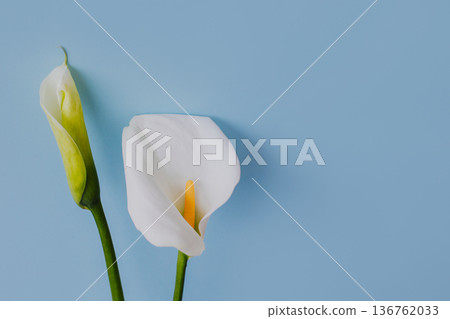 Beautiful white Calla Lily flowers on a light blue background. Beautiful white Calla Lily flowers on a light blue background. 136762033