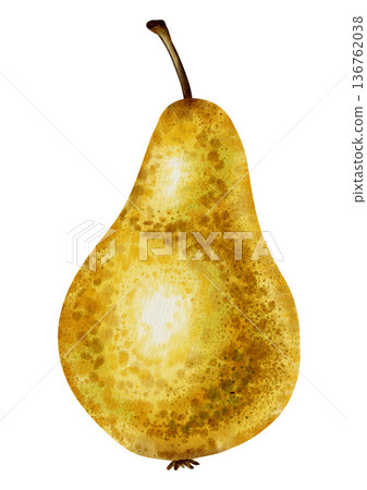 Watercolor illustration of a single ripe, speckled yellow brown pear. Excellent for food packaging, labels, market posters, textile, and harvest themed design Watercolor illustration of a single ripe, speckled yellow brown pear. Excellent for food packaging, labels, market posters, textile, and harvest themed design 136762038