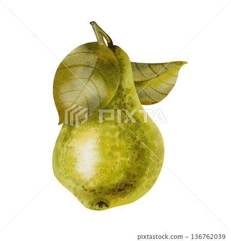 Watercolor illustration of a single ripe, speckled green pear. Ideal for food packaging, labels, recipe cards, market posters, textile, and kitchen decor Watercolor illustration of a single ripe, speckled green pear. Ideal for food packaging, labels, recipe cards, market posters, textile, and kitchen decor 136762039