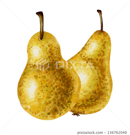 A hand-drawn watercolor illustration of whole yellow pears next to a slice. The pear contains seeds. Perfect for food packaging, menu design, kitchen decor, and recipe cards. A hand-drawn watercolor illustration of whole yellow pears next to a slice. The pear contains seeds. Perfect for food packaging, menu design, kitchen decor, and recipe cards. 136762040