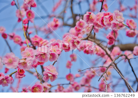 藍天下,梅花盛開。梅花。梅花。梅花。花瓣。 藍天下,梅花盛開。梅花。梅花。梅花。花瓣。 136762249
