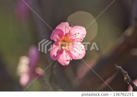 藍天下,梅花盛開。梅花。梅花。梅花。花瓣。 藍天下,梅花盛開。梅花。梅花。梅花。花瓣。 136762251