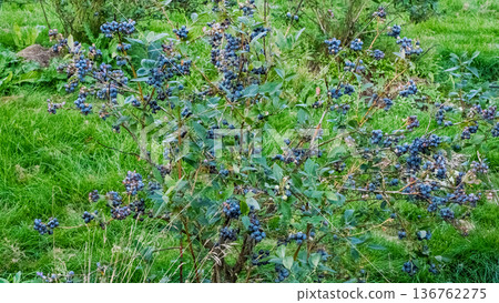 Bush of ripe blueberries in a garden Bush of ripe blueberries in a garden 136762275