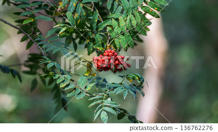 Bright red rowan berries on a branch Bright red rowan berries on a branch 136762276