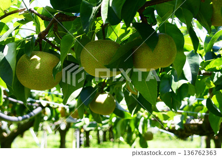 Kaga pears in Ishikawa Prefecture ripening 136762363