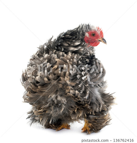 Curly Feathered chicken Pekin Curly Feathered chicken Pekin 136762416