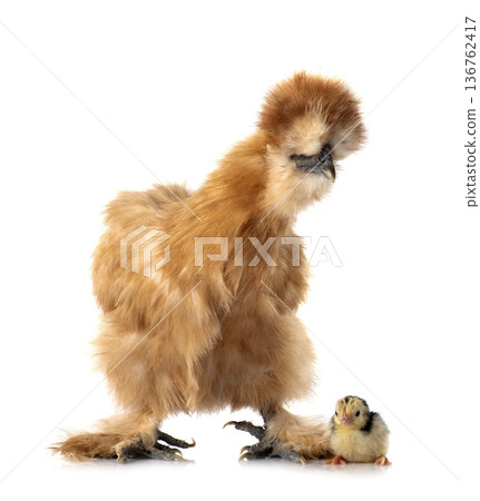 silkie chicken silkie chicken 136762417