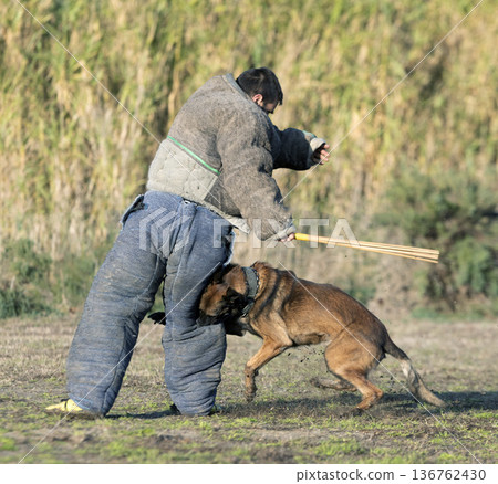training of belgian shepherd training of belgian shepherd 136762430