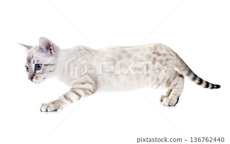 bengal kitten in studio bengal kitten in studio 136762440