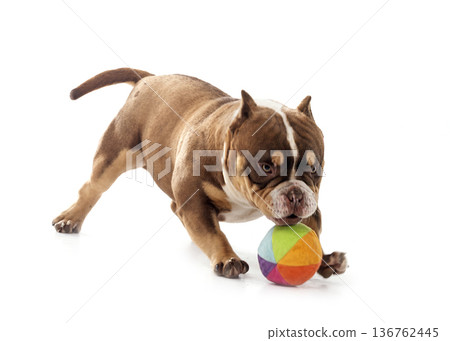 bully in studio bully in studio 136762445