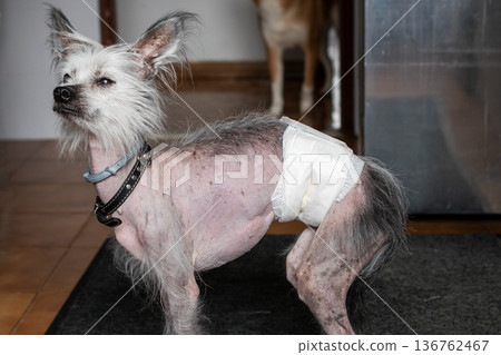 Small hairless dog wearing a diaper indoors Small hairless dog wearing a diaper indoors 136762467