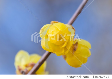 冬青花在蔚藍的春空中閃耀,冬青花在早春蔚藍的天空下閃耀,冬青花,冬青樹,藍天,芬芳怡人 冬青花在蔚藍的春空中閃耀,冬青花在早春蔚藍的天空下閃耀,冬青花,冬青樹,藍天,芬芳怡人 136762477