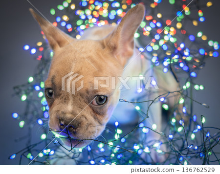 A French Bulldog puppy nibbles on garlands. A French Bulldog puppy nibbles on garlands. 136762529