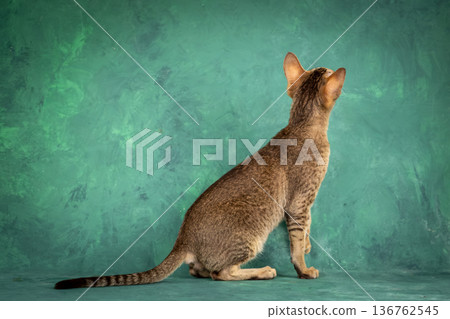 A teenage cat of the Oriental breed. Spotted tabby kitten posing beautifully on green background in studio A teenage cat of the Oriental breed. Spotted tabby kitten posing beautifully on green background in studio 136762545
