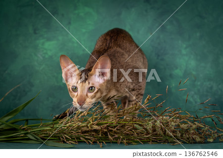 A teenage cat of the Oriental breed. Spotted tabby kitten posing beautifully on green background in studio A teenage cat of the Oriental breed. Spotted tabby kitten posing beautifully on green background in studio 136762546