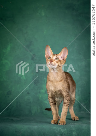 A teenage cat of the Oriental breed. Spotted tabby kitten posing beautifully on green background in studio A teenage cat of the Oriental breed. Spotted tabby kitten posing beautifully on green background in studio 136762547