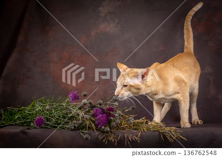 Studio shooting. An oriental cat smells flowers and grass. Studio shooting. An oriental cat smells flowers and grass. 136762548