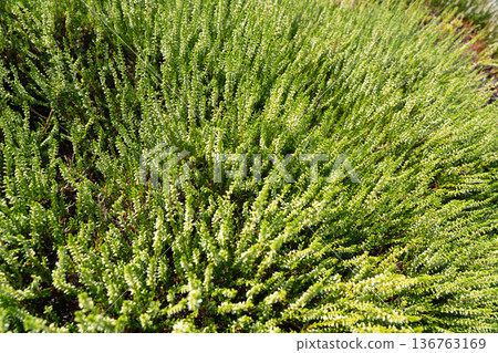 Flowering heather plant bg, white erica flowers or gardener heather pattern Flowering heather plant bg, white erica flowers or gardener heather pattern 136763169