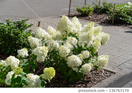 Hydrangea Flowers, Blooming White Hortensia, Hydrangea Paniculata Flower Closeup, Large Inflorescences 136763170